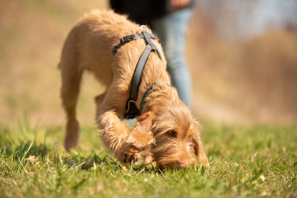 magyar vizsla 18 wochen alt - ist das gras und die folgen einer spur hund welpen schnüffeln. - zuggeschirr stock-fotos und bilder