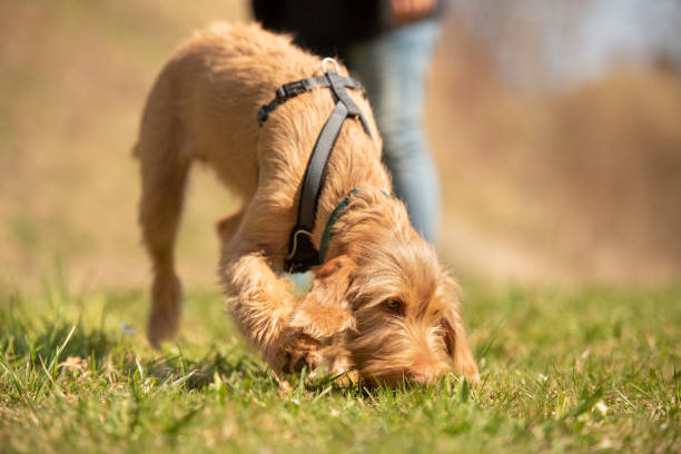 magyar vizsla 18 semaines - chiot chien est renifler dans l’herbe et suivre une piste - sentir photos et images de collection