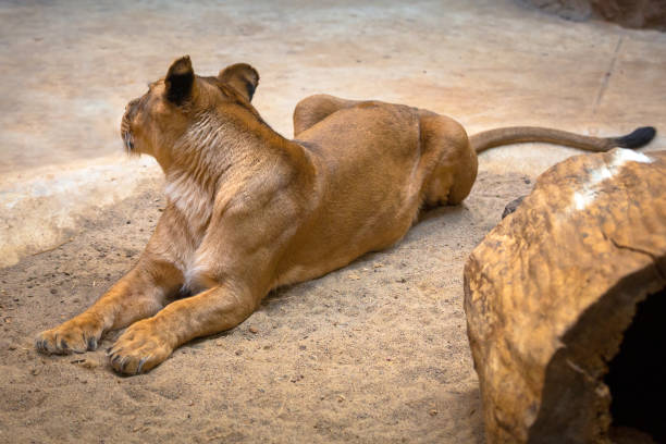 istock Lion female lying on the rocky ground 951957350