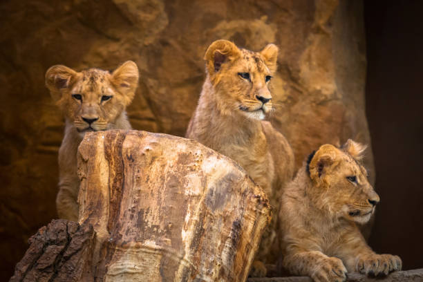 istock Three cute baby lion brothers 951957356