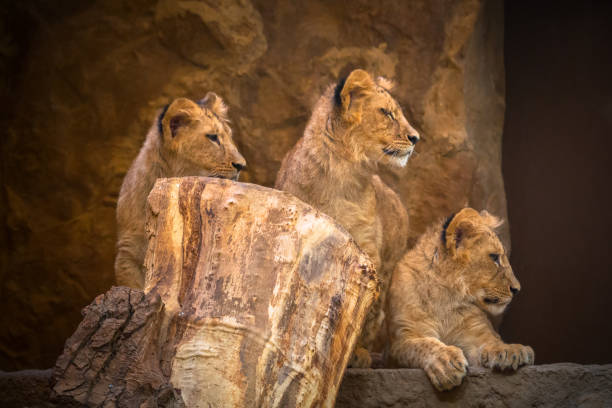 istock Three cute baby lions 951957420