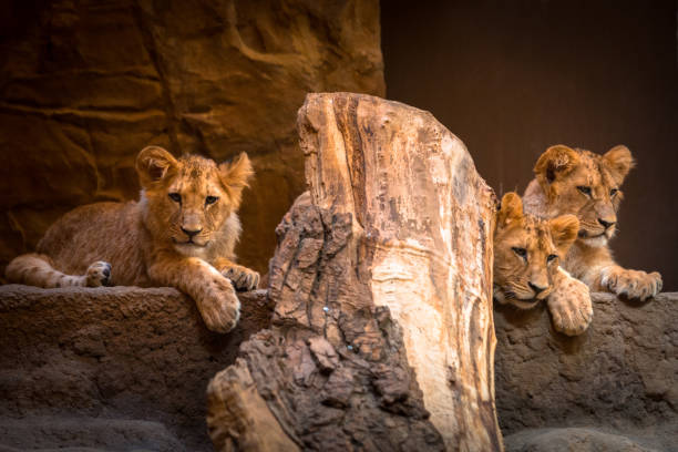 istock Three cute baby lions portrait 951957522