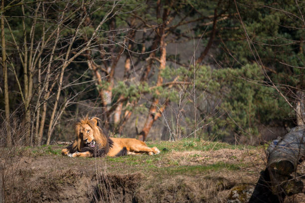 istock Male lion lying down in the forest 951957524