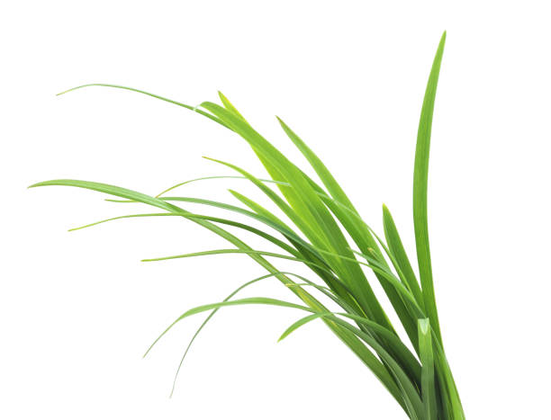 istock Bunch of green grass. 951963414