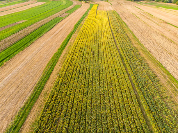 istock Narcissus fields, aerial view from drone 951963804