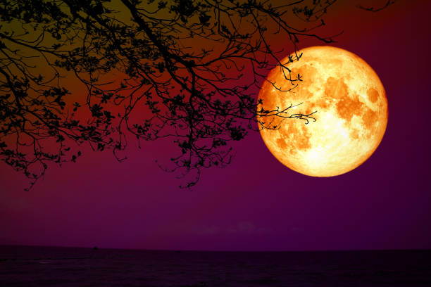 istock full blood moon back silhouette dry tree night sky sea 951964118