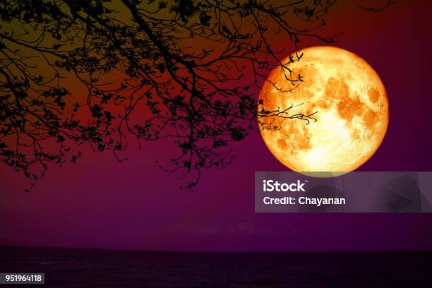 Full Blood Moon Back Silhouette Dry Tree Night Sky Sea Stock Photo - Download Image Now