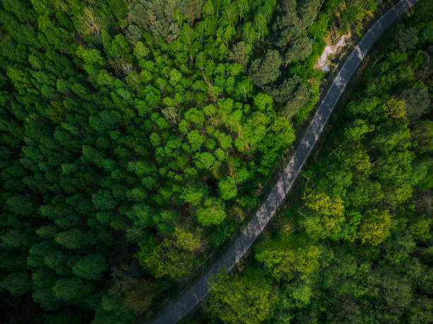 istock Empty road into wilderness,aerial drone  view 951964630
