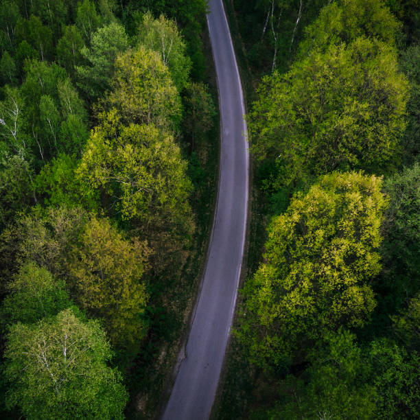 istock Single lane road trough wild forest 951964706