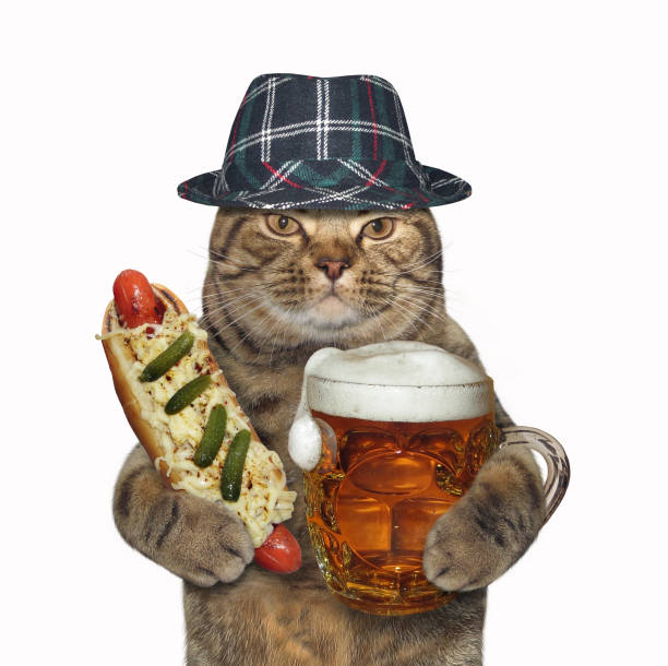 istock Cat with a mug of beer and a hot dog 951967510