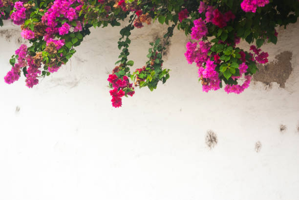 istock Flower on wall colonial house in Guatemala 951967756