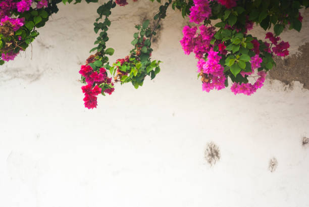 istock Flower on wall colonial house in Guatemala 951967764