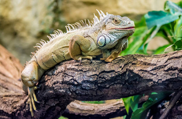 Iguana on branch Iguana climbs a tree and takes a break iguana photos stock pictures, royalty-free photos & images