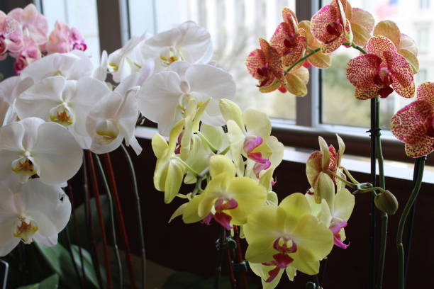 Several orchid plans in front of window