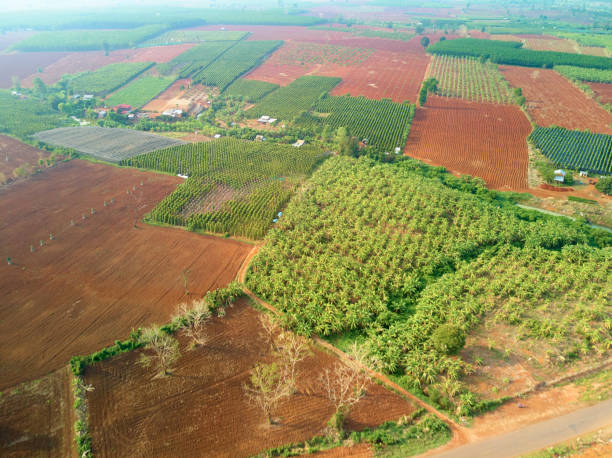 istock Aerial drone view banana plantation Cambodia 951969076