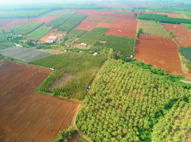 istock Aerial drone view banana plantation Cambodia 951969182