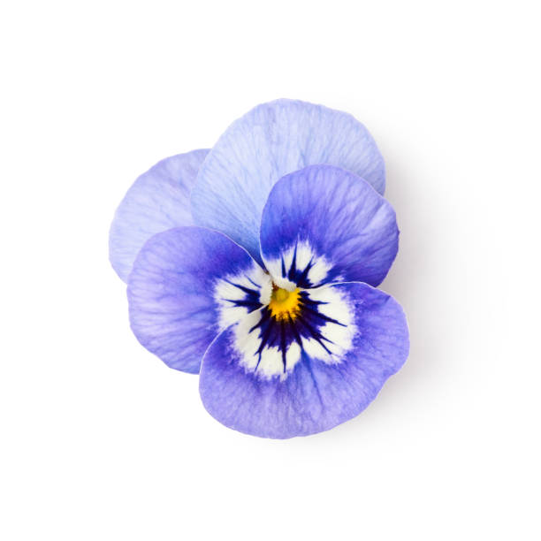 Pansy flower Pansy flower isolated on white background clipping path included. Spring garden viola tricolor. Top view, flat lay pansy photos stock pictures, royalty-free photos & images