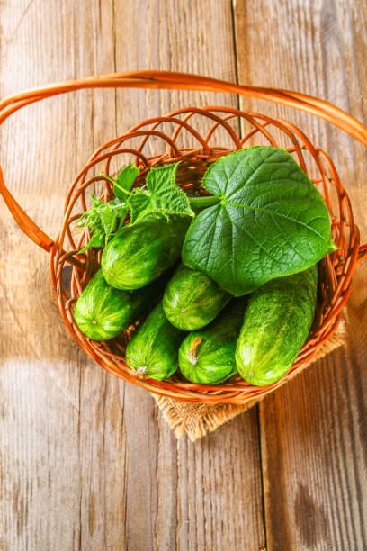 istock Fresh cucumbers with a leaf on an old wooden table. 951969738