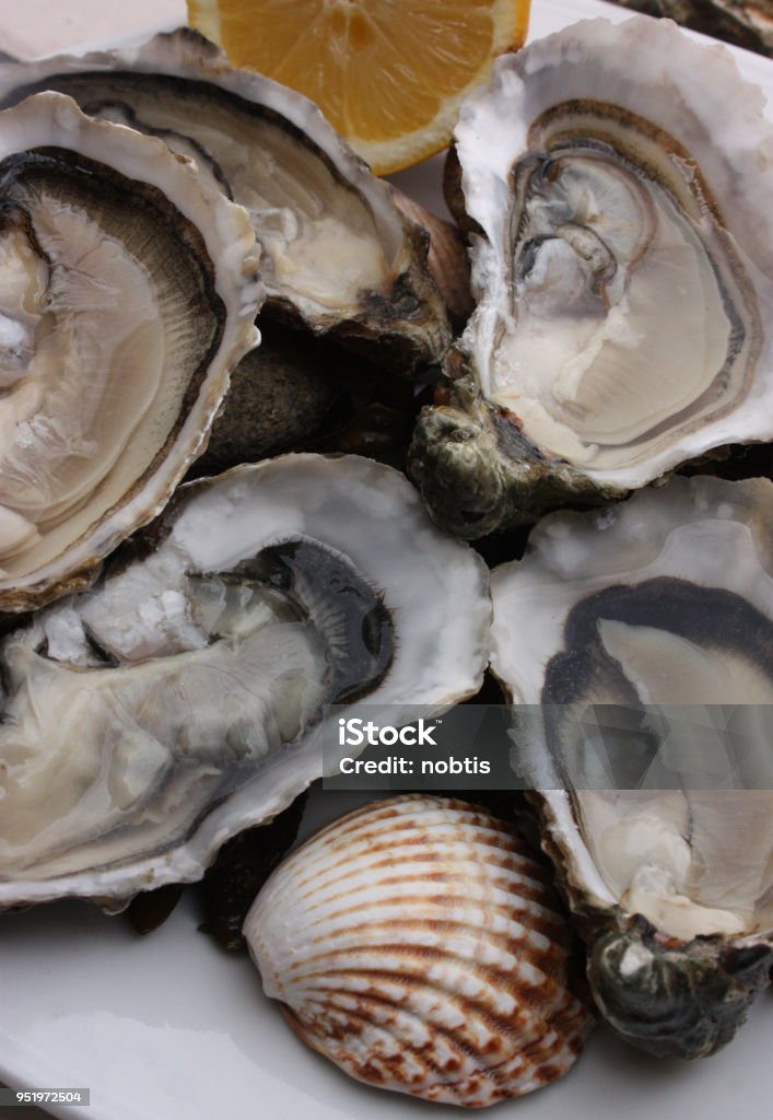 Hollow Oyster Product Of The Sea Stock Photo - Download Image Now - Animal  Shell, Appetizer, Arcachon - iStock