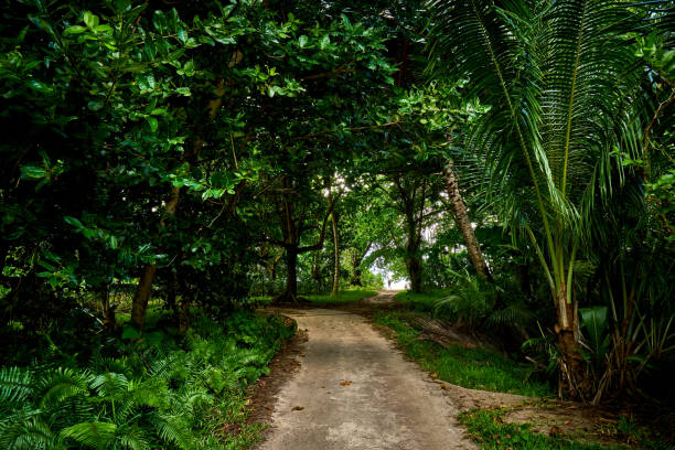 beautiful tropical forest of seychelles