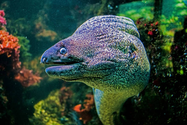 istock Underwater portrait of muraena fish 951972890