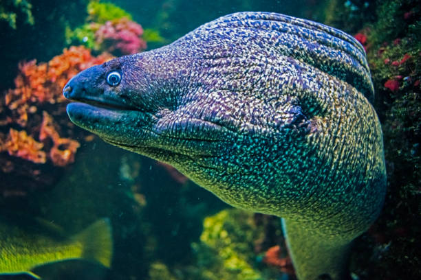 istock Underwater portrait of muraena fish 951973130