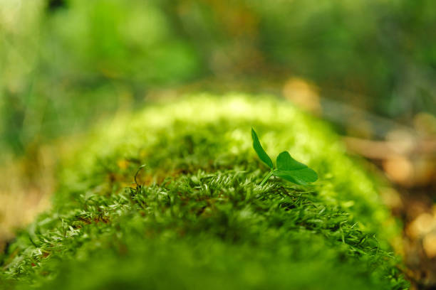 istock Hare clover in moss with river in the background. 951973446