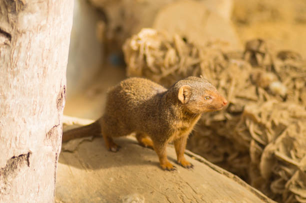 istock Mongoose on a tree trunk in a wildlife park of Belgium 951973998