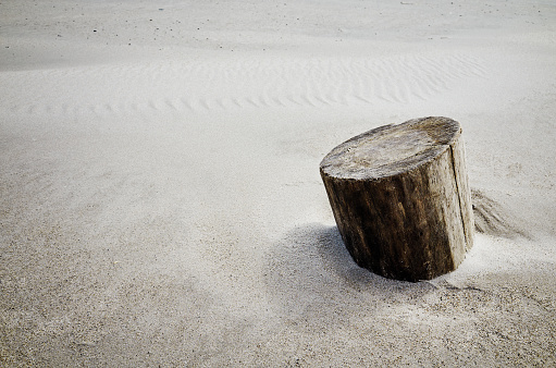 Old stump on the beach sand, sea shore