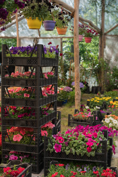 istock Various colorful flowers growing in plant nursery 951974456