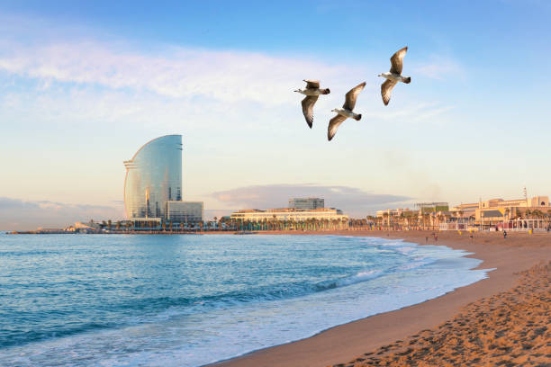 playa de la barceloneta en barcelona con linterna colorida del cielo al amanecer. paseo marítimo, playa, costa de españa. suburbio de barcelona, cataluña - sunny day sunlight seagull fotografías e imágenes de stock