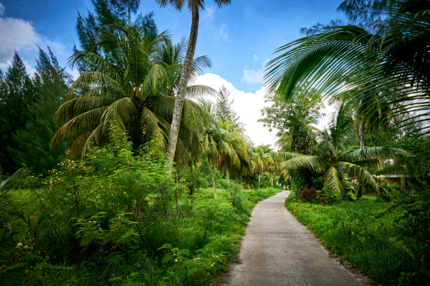 istock Matoopa road, tropical forest, Cap Ternay, Mahe, Seychelles 951974808