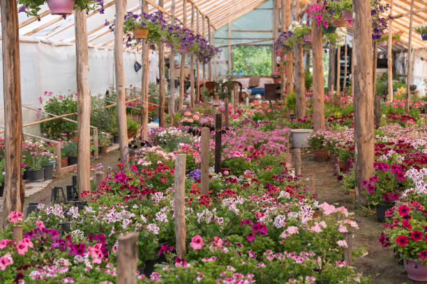 istock Various colorful flowers growing in plant nursery 951974818