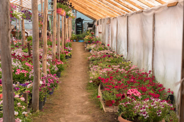 istock Various colorful flowers growing in plant nursery 951977578