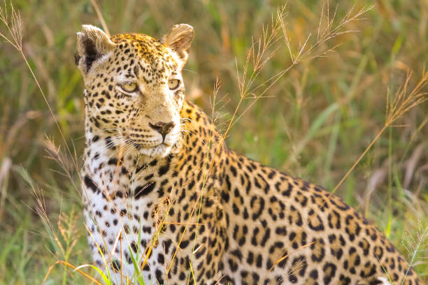 istock Close up of an African Leopard 951977880