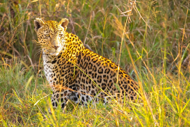 istock Close up of an African Leopard 951977902