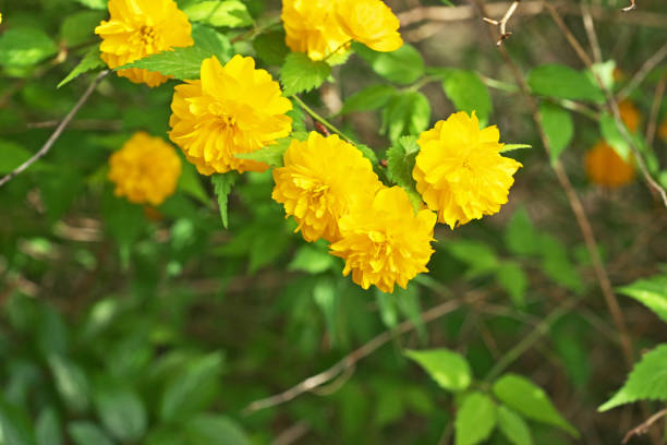 istock Flower of the Kerria 951977998