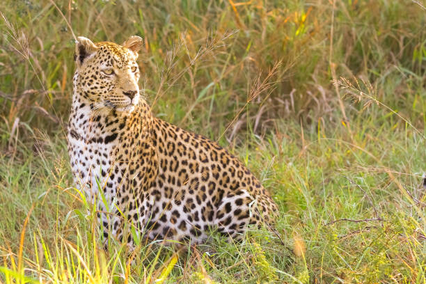 istock Close up of an African Leopard 951978106