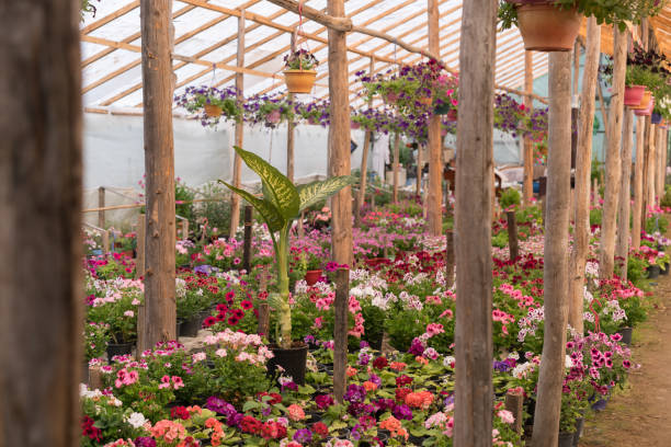 istock Various colorful flowers growing in plant nursery 951979082