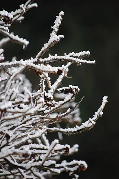 Photo of Snow twig