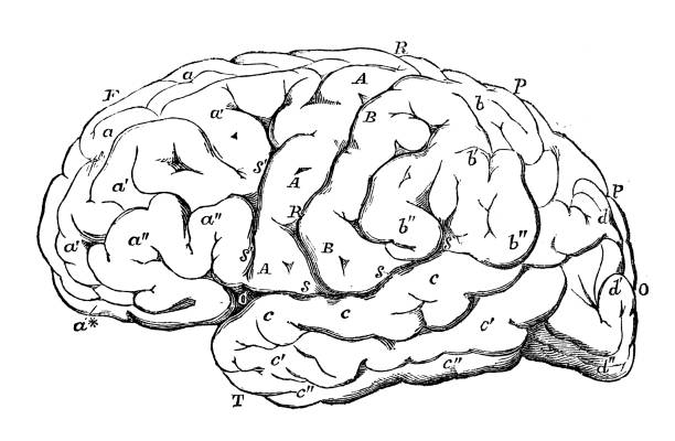istock Antique illustration of human body anatomy nervous system: Brain 951979200