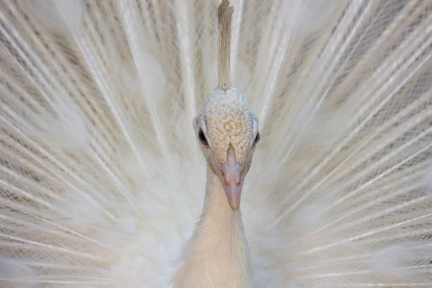 istock Portrait of a white peacock (pavo cristatus) displaying tail feathers. 951979276