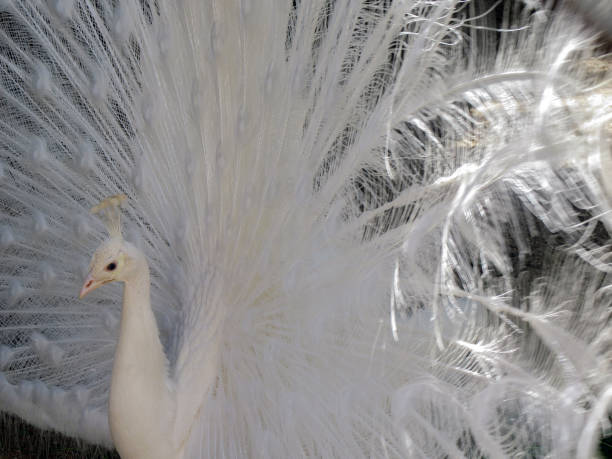 istock Portrait of a white peacock (pavo cristatus) displaying tail feathers. 951979370