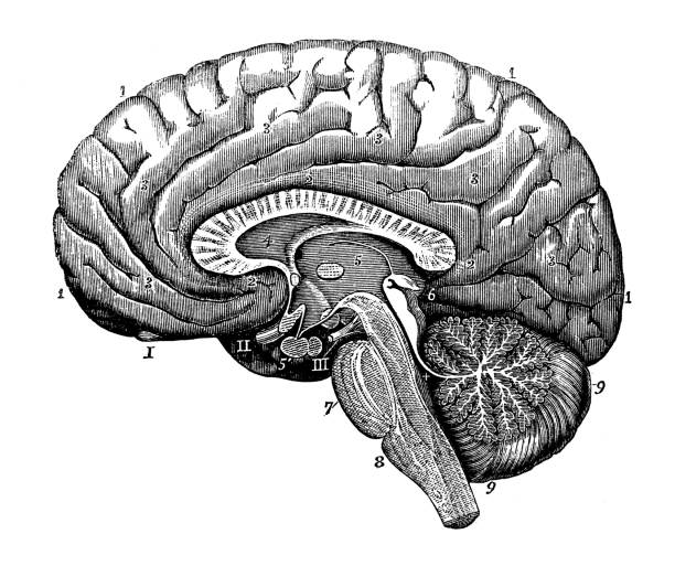 istock Antique illustration of human body anatomy nervous system: Brain section 951979418