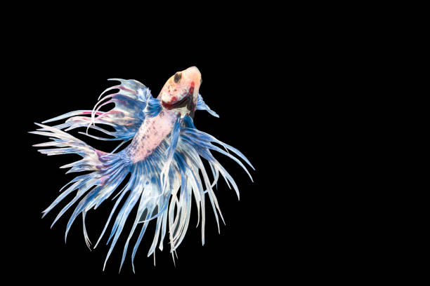 istock closeup beautiful siam betta fish on black background, Siammese Fighting Fish 951979892