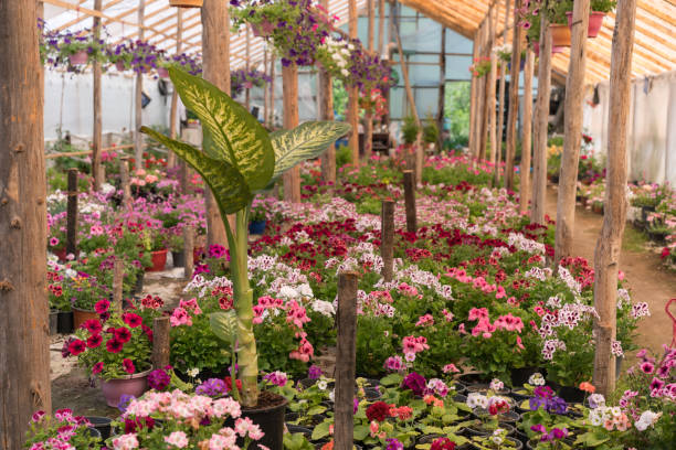 istock Various colorful flowers growing in plant nursery 951982088