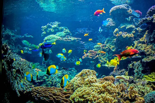 Photo of Coral Reef and Tropical Fish in Sunlight. Singapore aquarium