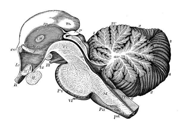 antyczne ilustracje ludzkiego ciała anatomii układu nerwowego: encephalic peduncle i móżdżku - human muscle the human body anatomy body stock illustrations