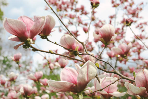 istock Pink magnolia tree flowers blooms on clear blue sky 951982566