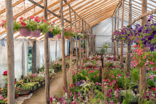 istock Various colorful flowers growing in plant nursery 951982594